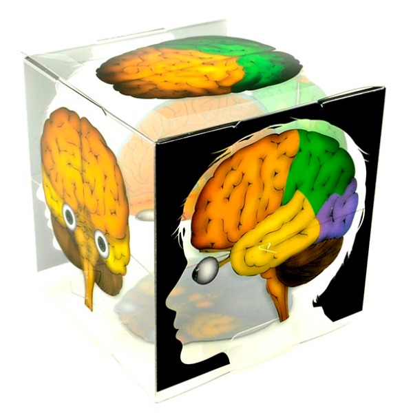 뇌 구조 모형 큐브 (10인용)